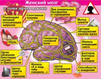 структура женского мозга с точки зрения мужчин